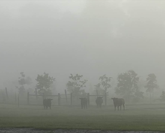 Cows in the fog