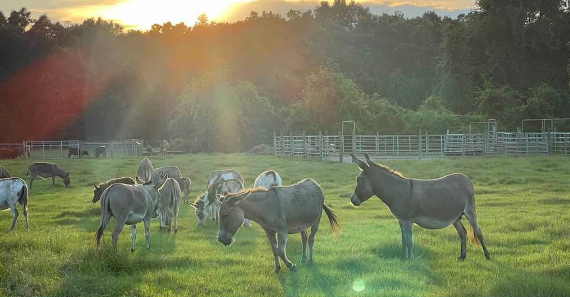 Miniature Donkeys in the field with rays of sunlight