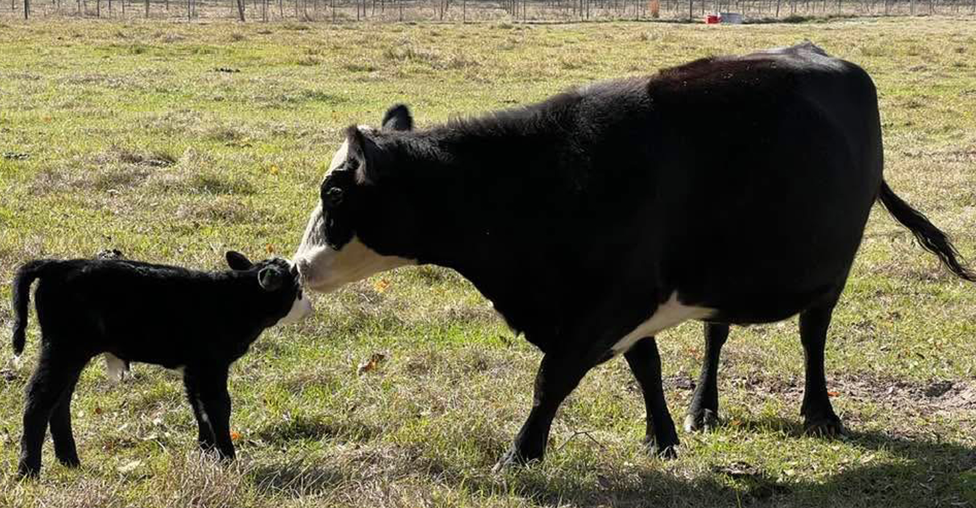 Mother cow and calf